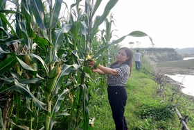 Khuyến nông Lâm Thao: Chỗ dựa cho nông dân