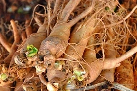 4 vị thuốc bổ huyết ai cũng cần biết