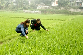 Hiệu quả từ các mô hình khuyến nông
