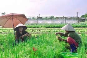 Phát triển các vùng sản xuất rau an toàn