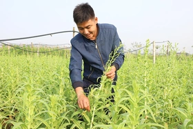 Trồng rau thu tiền tỷ mỗi  năm