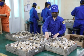 Nhà máy Z121 tài trợ pháo hoa dịp Lễ hội Đền Hùng