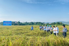 Hạt nếp đặc sản Phủ Đoan