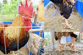 Độc đáo gà nhiều cựa ở Lễ hội Đền Hùng