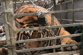 Bắt đối tượng vận chuyển 1 cá thể hổ còn sống