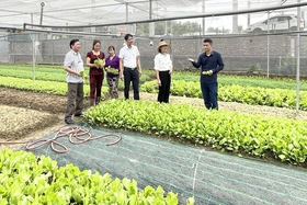 Phát triển nông nghiệp cận đô thị