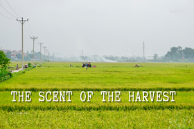 The scent of the harvest