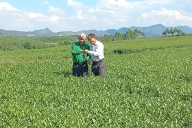 Nâng cao thương hiệu chè Phú Thọ