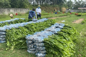 Yên Lập hoàn thành vượt kế hoạch trồng rừng