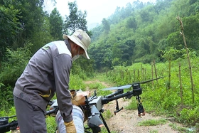 Hạ Hoà tích cực phòng, chống châu chấu tre gây hại