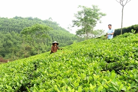 Tạo việc làm, tăng thu nhập cho nông dân