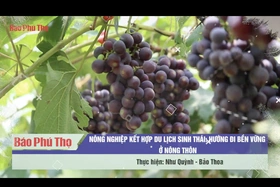 Nông nghiệp kết hợp du lịch sinh thái: Hướng đi bền vững ở nông thôn