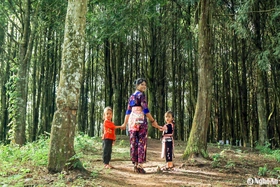 Khu rừng pơ mu đẹp như tranh vẽ