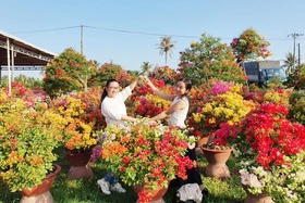 Hướng tới Lễ hội Hoa - Kiểng Chợ Lách năm 2025