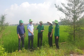 2.400ha lúa Mùa được phòng trừ sâu cuốn lá nhỏ