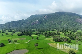 Xanh mướt cánh đồng trâm ở Tri Tôn