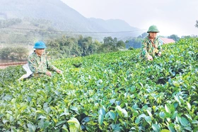 Kỳ II: Phát triển nông nghiệp bền vững