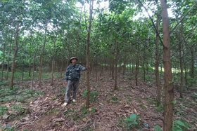 Tập trung giảm nghèo bền vững