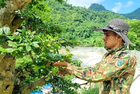 Thu nhập cả trăm triệu đồng mỗi năm từ chăm sóc cây cảnh