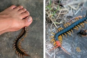 Cảnh báo gia tăng số người nhập viện do rết cắn