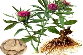 6 vị thuốc nên dùng vào mùa Thu