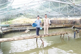 Đưa “cá xứ lạnh” về vùng núi