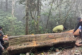 Khởi tố 7 đối tượng chặt phá rừng trái phép tại Vườn Quốc gia Xuân Sơn