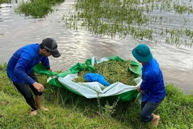 Hỗ trợ hàng trăm hộ dân thu hoạch lúa bị ngập úng