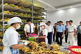 Nỗ lực giải quyết việc làm cho lao động nông thôn