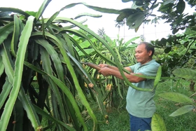 Cẩm Khê đẩy mạnh xuất khẩu lao động