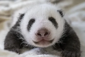 Phần Lan sẽ trả lại gấu trúc cho Trung Quốc