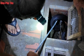 Nghề nuôi “tử thần”