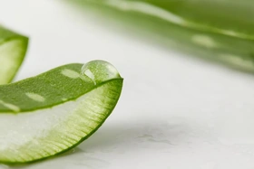 Lợi ích và 4 cách sử dụng nha đam làm đẹp da