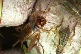 Triển vọng từ nuôi dế