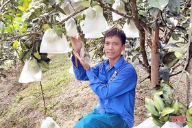 Đặc sản cam Hà Tĩnh vào mùa thu hoạch