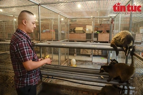 Thanh niên làm giàu từ 10 đôi cầy vòi mốc, thu nhập 3 tỷ đồng mỗi năm