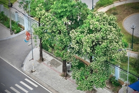 Return of Sweet-Smelling Flowers on Streets