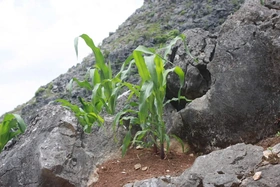 Phở ngô - “sứ giả văn hóa” của vùng núi đá Hà Giang