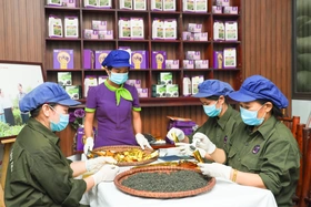 Kỳ II: Thanh Ba đưa thương hiệu chè phát triển bền vững