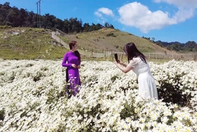 Vẻ đẹp cao nguyên Mộc Châu mùa hồng chín, hoa khoe sắc