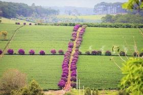 Hoa mua nhuộm tím nông trường chè