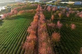 Đến Đà Lạt “săn” mai anh đào nở sớm