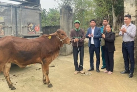 Bàn giao bò giống sinh sản cho cộng đồng dân cư xã Tiên Kiên