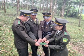 Bảo vệ rừng tận gốc