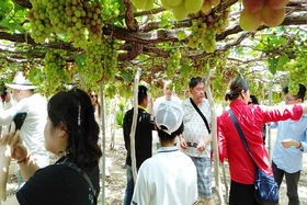 Làng nho Thái An - “Vườn Địa Đàng” giữa vùng nắng gió