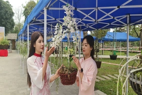 Trưng bày hoa lan nghệ thuật toàn quốc tại Đền Hùng