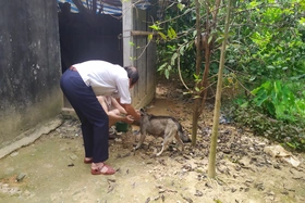 167 người phải tiêm phòng vắc xin bệnh dại trong quý I