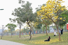 Sắc hoa trên phố