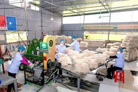 Phú Thọ có 3 HTX/Quỹ TDND được tôn vinh và nhận giải thưởng Ngôi sao HTX năm 2025 “CoopStar Awards”