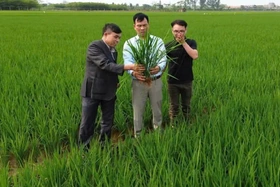 Gần 1.500ha lúa vụ Xuân nhiễm sâu bệnh gây hại